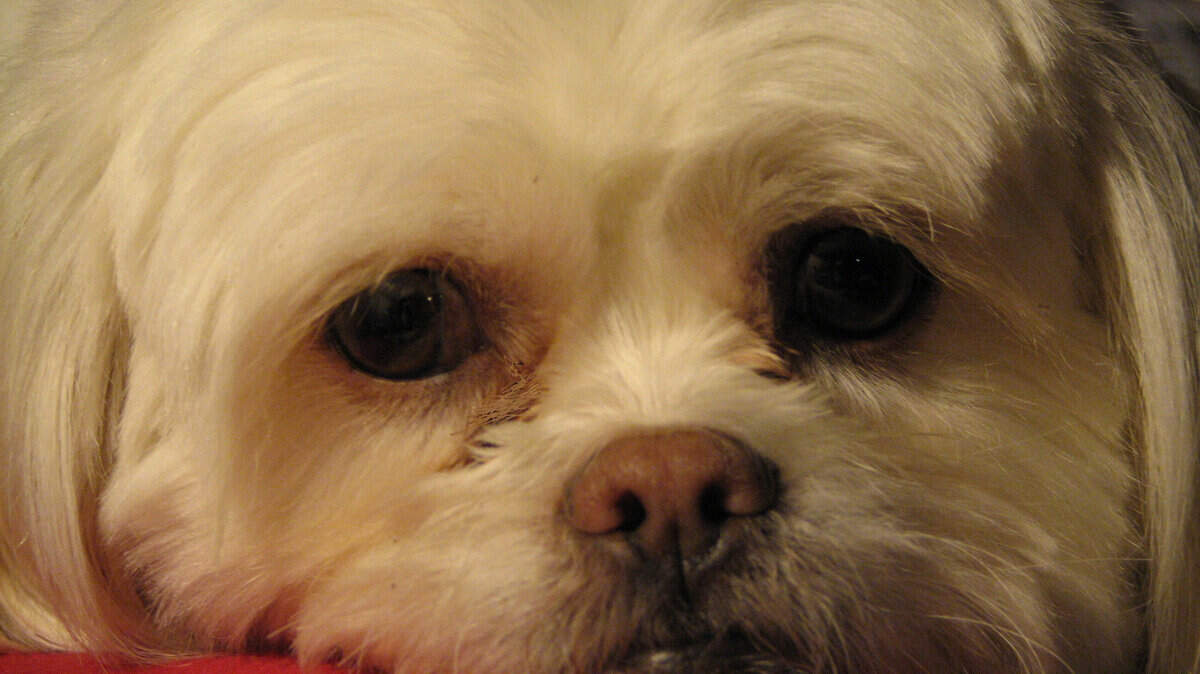 Blossom is a mix of Pekingese, American Eskimo and Ibizan hound. She howls to certain tunes, such as the ‘Jeopardy!’ theme or when her owner plays the piano.