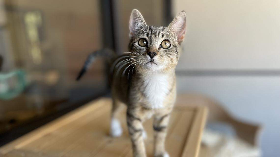 It’s kitten season in SLO County. Here’s how to take home a cuddly companion for less