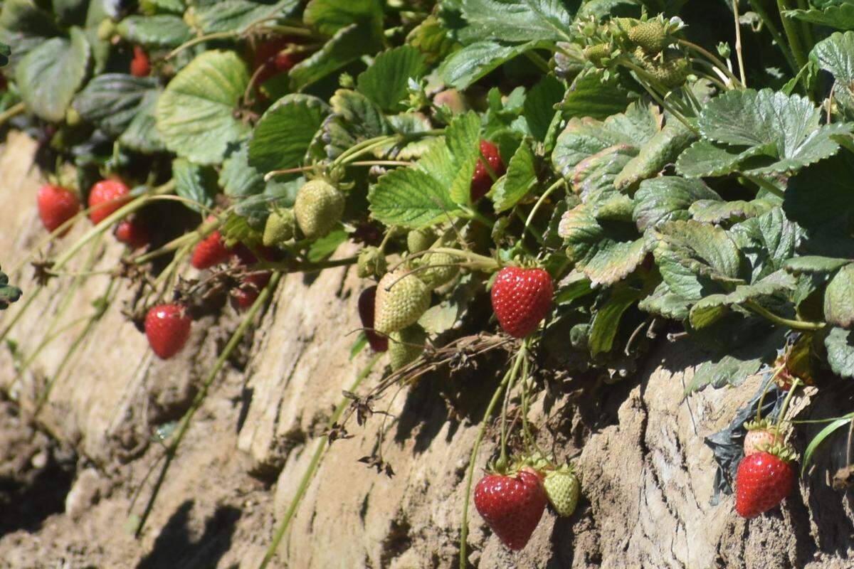 San Luis Obispo County’s $274 million strawberry industry was the second-most valuable cash crop behind wine grapes in 2023.