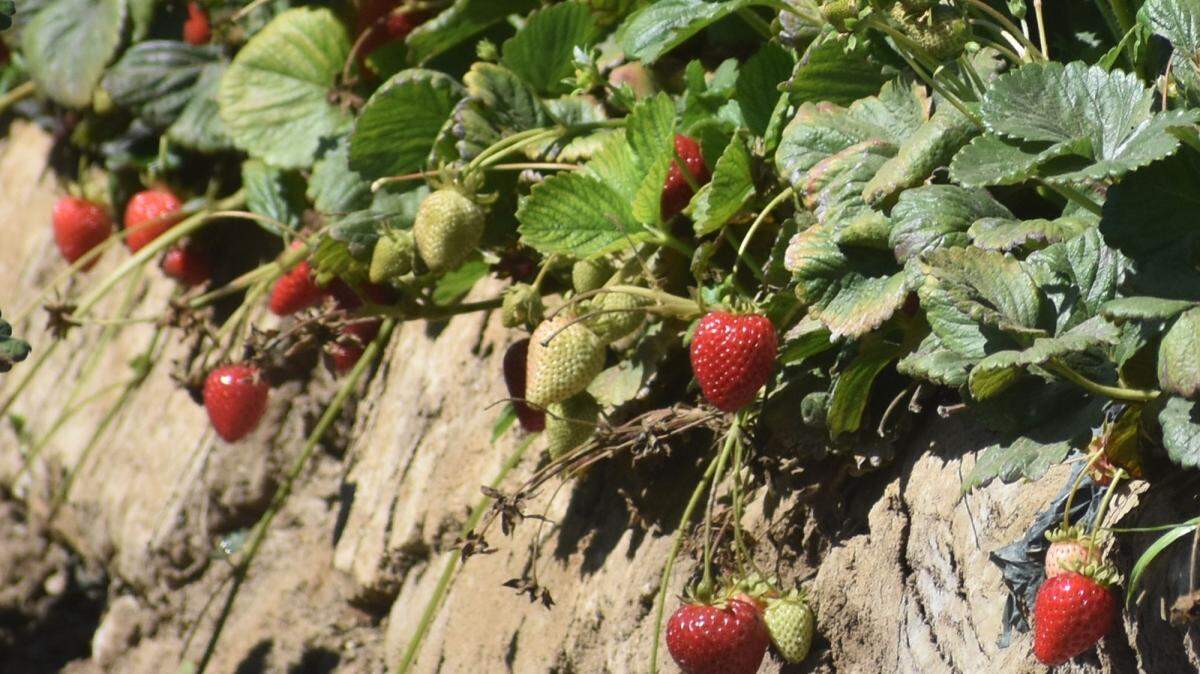 Strawberries remained Santa Barbara County’s top grossing crop in 2021, bringing in $849.7 million in revenue compared to $727 million the previous year.