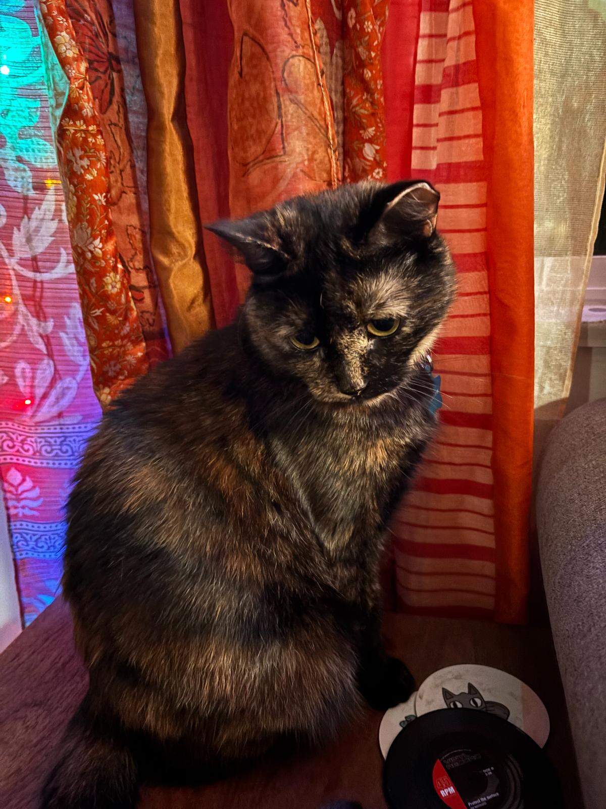 Kittylicious from San Luis Obispo is the winner of The Tribune’s cutest cat contest.