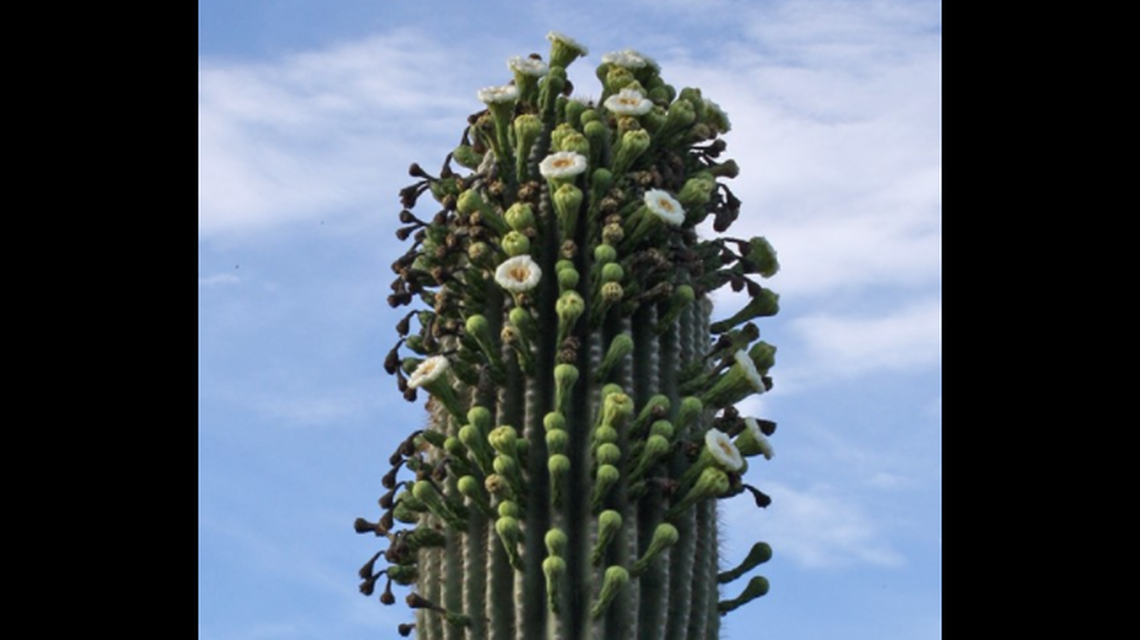 A rare phenomenon is unfolding in Arizona: Saguaros cacti, which live centuries, have erupted in blooms that are spreading across their bodies like a rash.