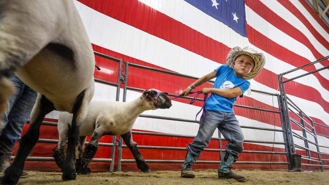 Denim Garcia was among the age 5 participants getting ready for Pee Wee Showmanship with lambs at the Mid State Fair Sunday morning. He and the lamb had different ideas about where to go. David Middlecamp 7-29-2018