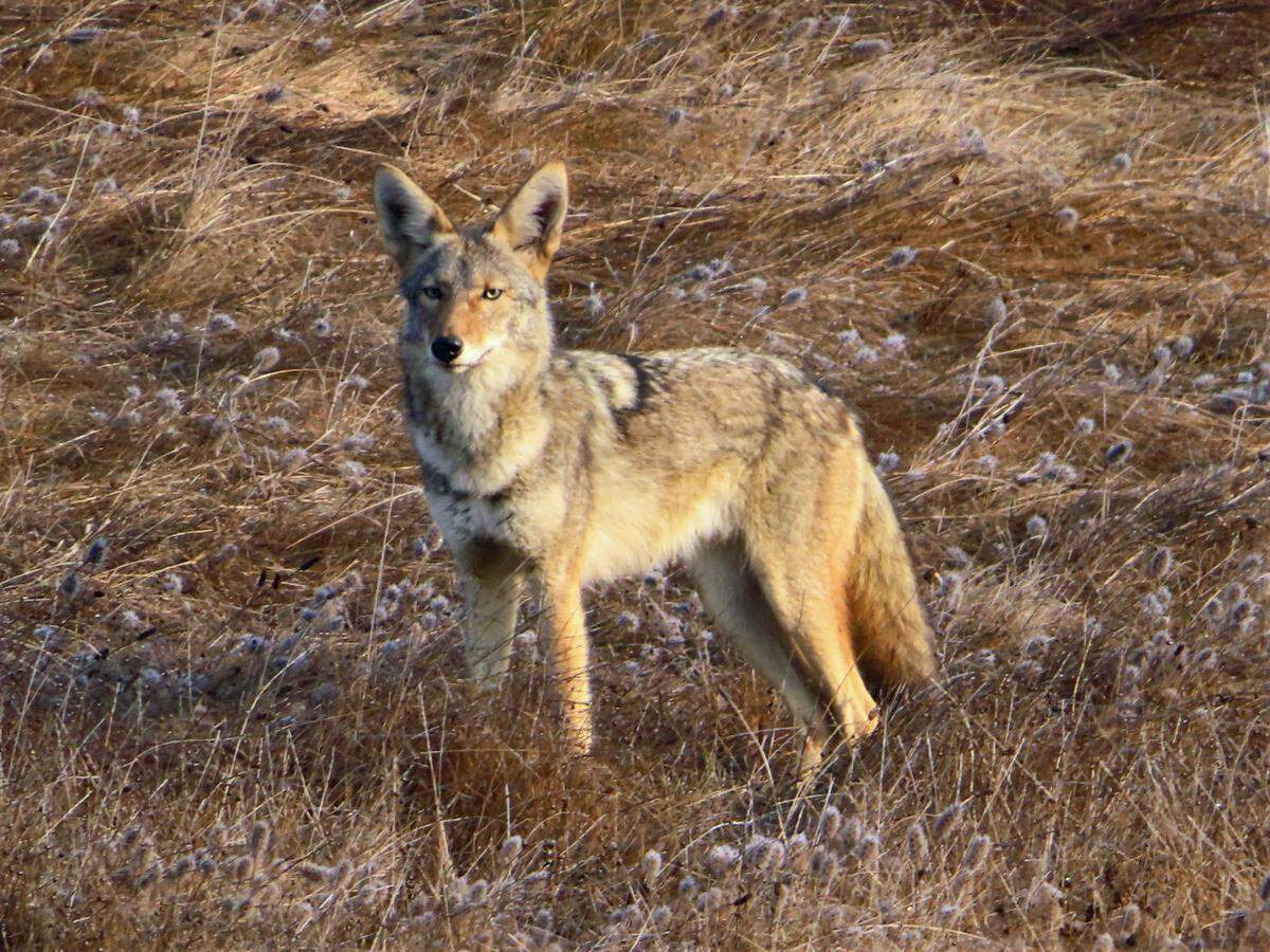 This coyote “just stopped and looked directly’ at cyclist-photographer Bill Franciscovich, as the Cambria man had pedaled to the top of the grade above Arroyo Laguna Beach.