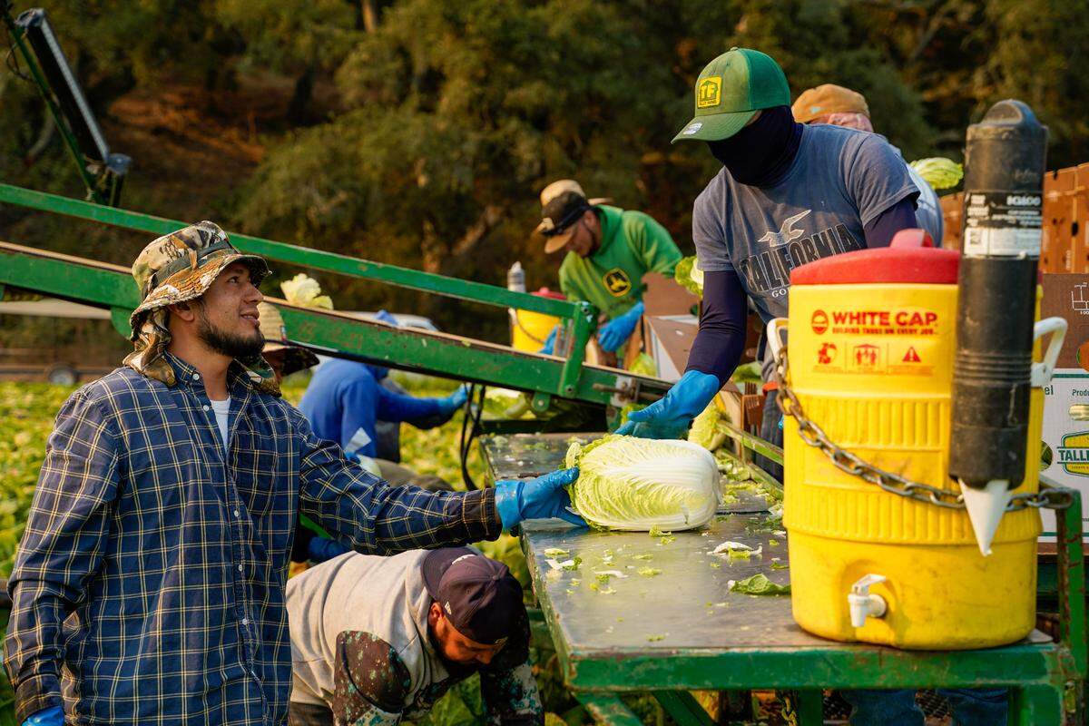 H-2A visa holders who work as temporary agricultural workers pick and box cabbages at a farm owned by Talley Farms on Thursday, Aug. 7, 2025. Temporary agricultural workers can stay in the United States temporarily — around 10 months in the case of Talley Farms employees — on H-2A visas.