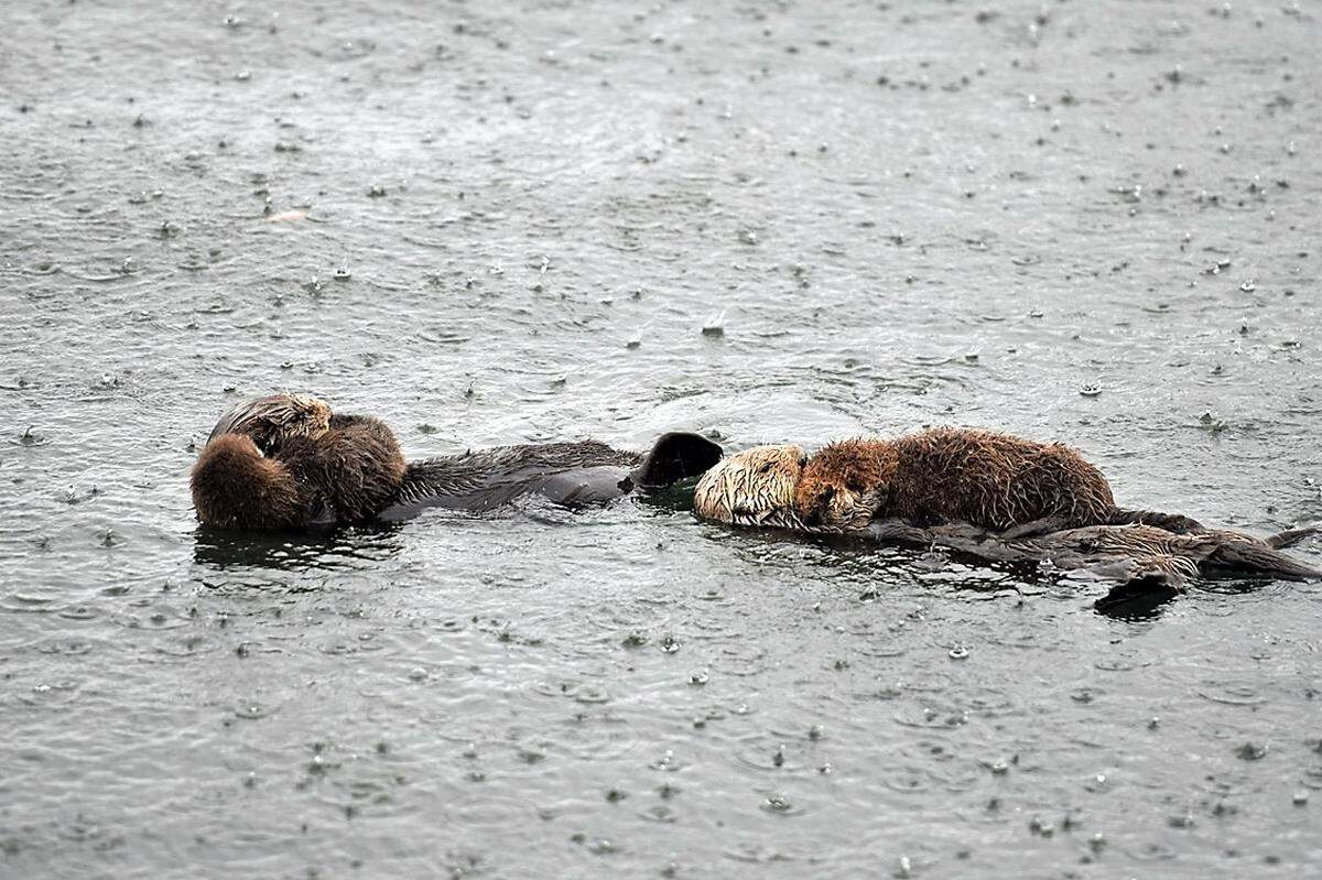 PG&E meteorologist John Lindsey shot this photo of sea otters in the rain.