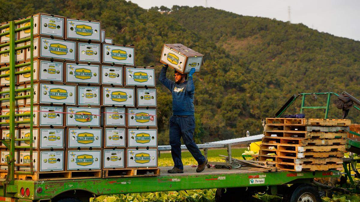 Jared Carrillo Duarte, 25, loads boxes of freshly picked cabbage onto a truck trailer at a farm owned by Talley Farms on Thursday, Aug. 7, 2025. He and other temporary agricultural workers at Talley Farms are able to work in the United States on H-2A visas.