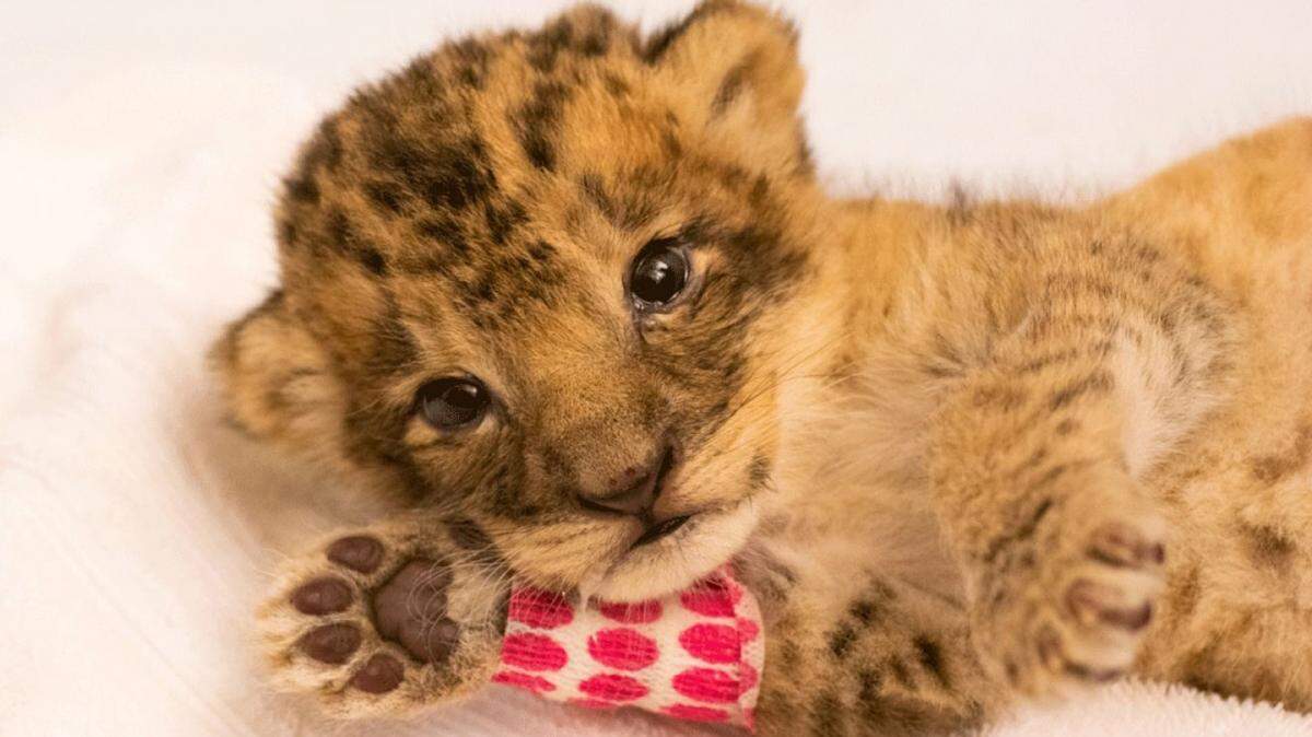 The Santa Barbara Zoo’s new African lion cub, Pauline, was born Nov. 5, 2020, six months after her mother and father arrived at the zoo.