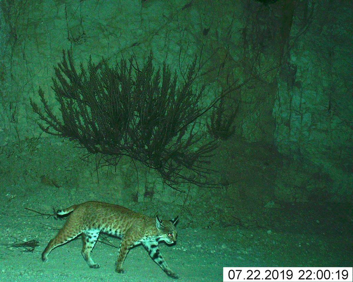 A bobcat was captured by a wildlife camera at The Pismo Preserve on the evening of July 22, 2019.