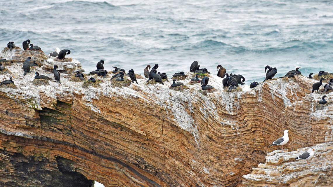 Hundreds of deep-diving seabirds are nesting along the Central Coast. Here’s why