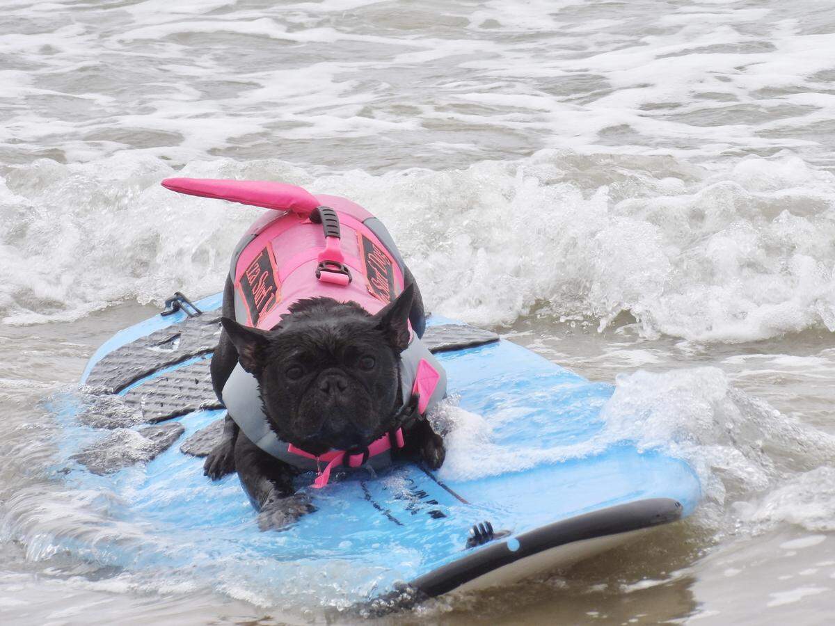The World Dog Surfing Championships Exhibition Tour took over Pismo Beach on May 2, 2026. French bulldog Iza coasts along on a board as it makes its way back to shore.