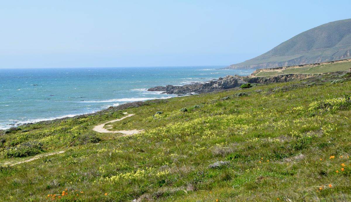 Tribune reader Denine Hicks took this photo of yellow oxalis at Harmony Headlands State Park off Highway 1 on April 6.