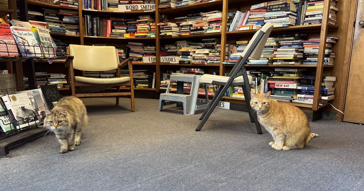Jay Catsby and Scout Finch are the two cats who live at Nan’s Books and Crystals.