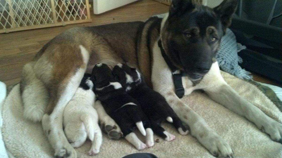 Wolfie with her three puppies when she was rescued in Southern California in 2012.