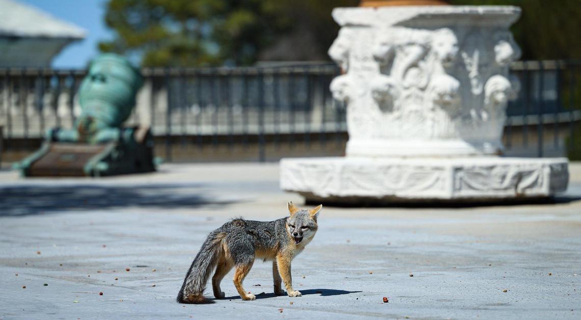 A fox feasts on dates on the unfinished “B” Terrace, in the background are a Spanish mortar and well head.