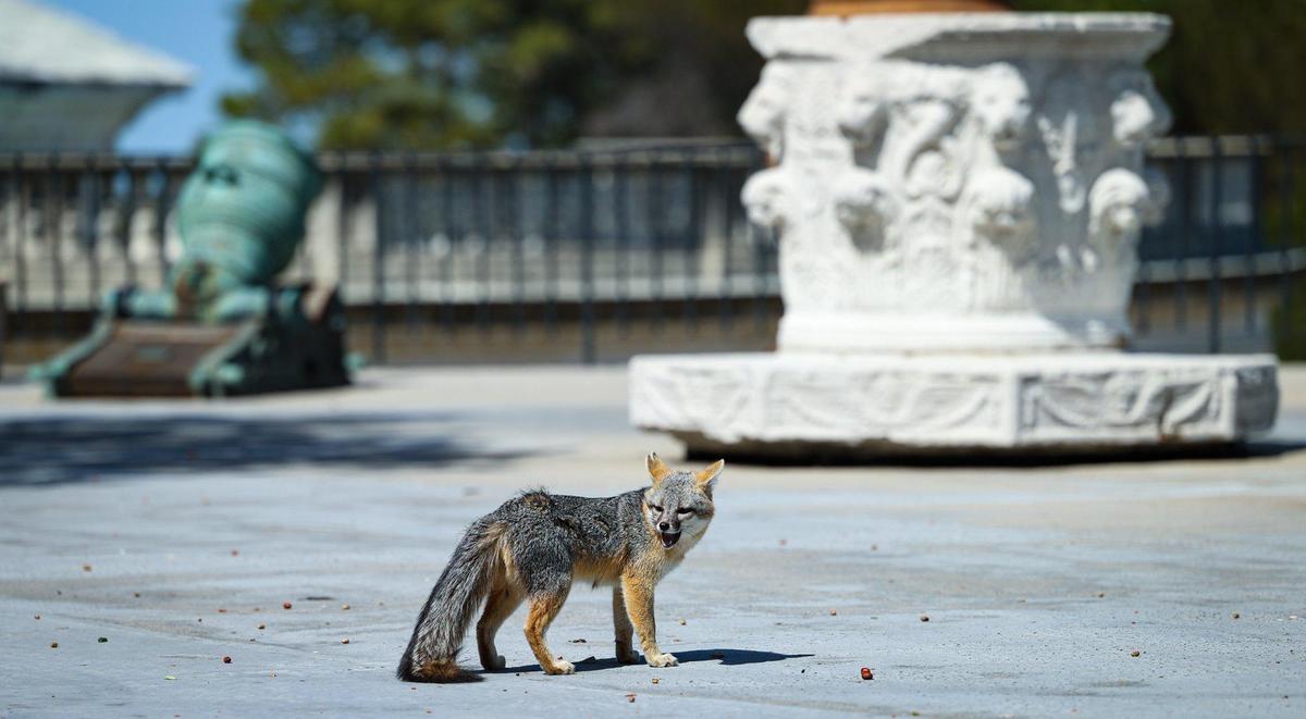 A fox feasts on dates on the unfinished “B” Terrace, in the background are a Spanish mortar and well head. The fox will soon have to make room for tour groups. Preparations are being made to reopen Hearst Castle after COVID restrictions are lifted. Photos from April 6, 2022.