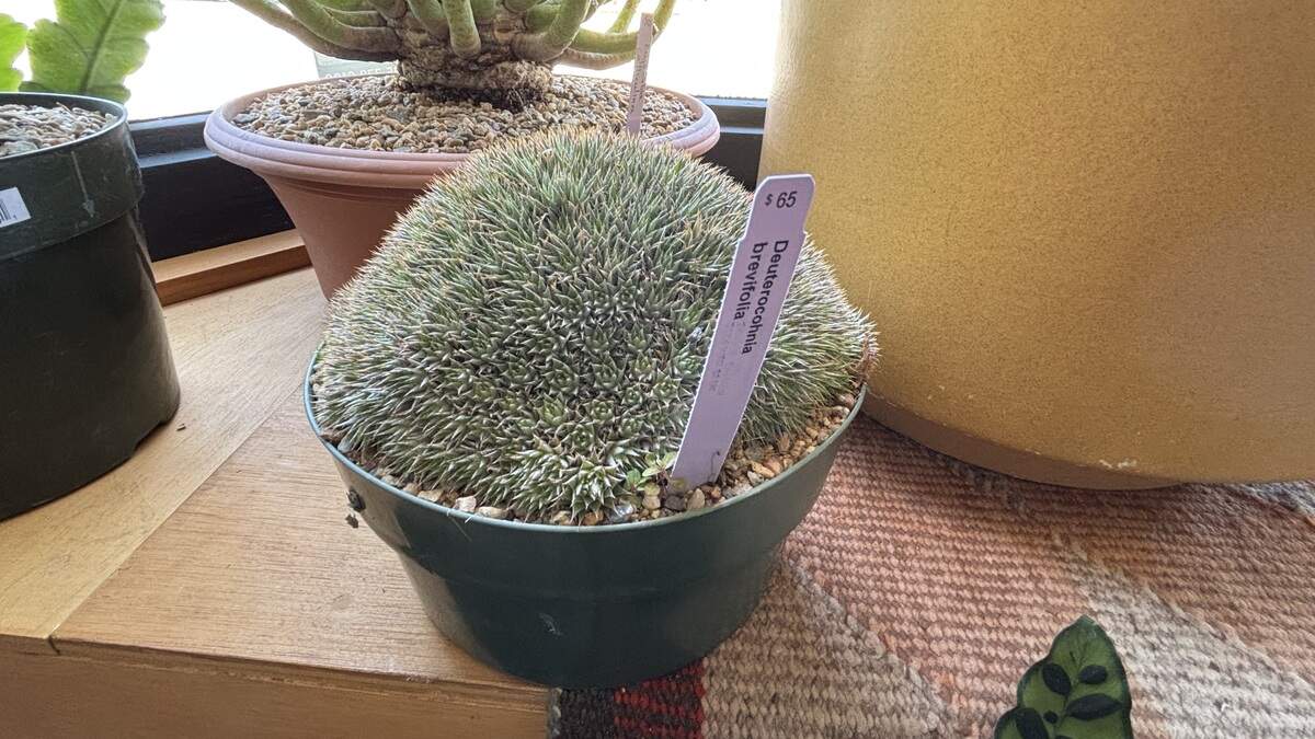 A Satellite of Love at 1235 Monterey St. in San Luis Obispo shares a space with Grow Nursery, where succulents, cacti and other plants decorate the space and are for sale, seen here on June 6, 2026.