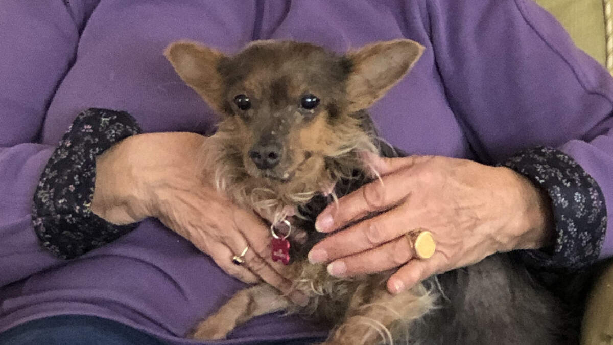 Recently rescued and rehabilitated 13-year-old pup Gigi is in her forever home with new owner Penny Koines of San Luis Obispo.