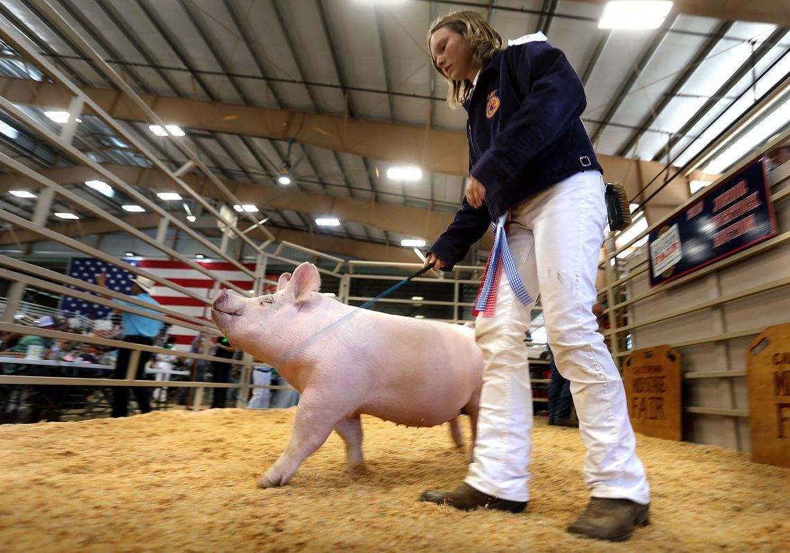 The Junior Livestock Auction ran all day Saturday, July 27, 2019, at the California Mid-State Fair in Paso Robles. The livestock going up to auction include steers, hogs, heifers, goats and lambs. The sale of champions was the highlight of the auction.