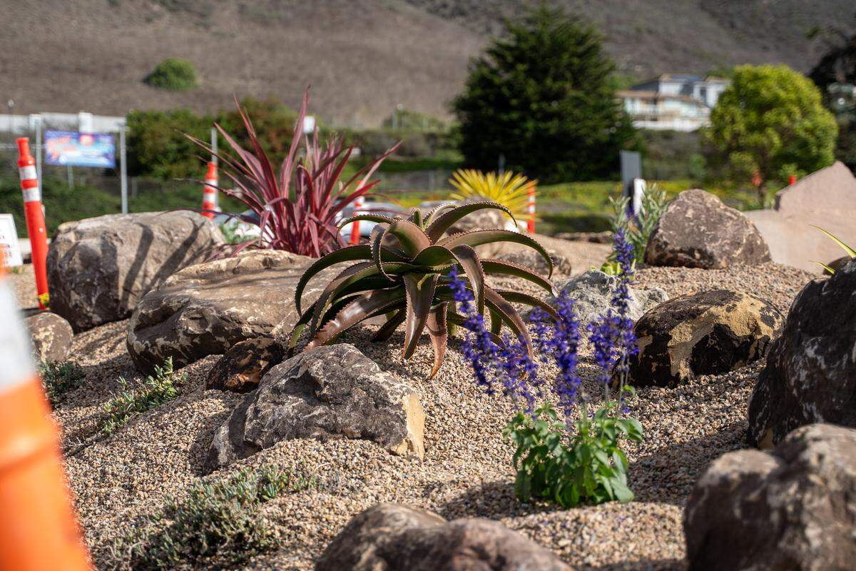Aloe and succulent plants grow in The Garden at Dinosaur Caves Park on Tuesday, Nov. 18, 2025. The park will hold an official ribbon-cutting on Dec. 12 to celebrate its opening. The garden was funded mostly by retired veterinarian Maggie Wagner, who is facing a terminal cancer diagnosis and was looking for a way to leave a lasting legacy in Pismo Beach.