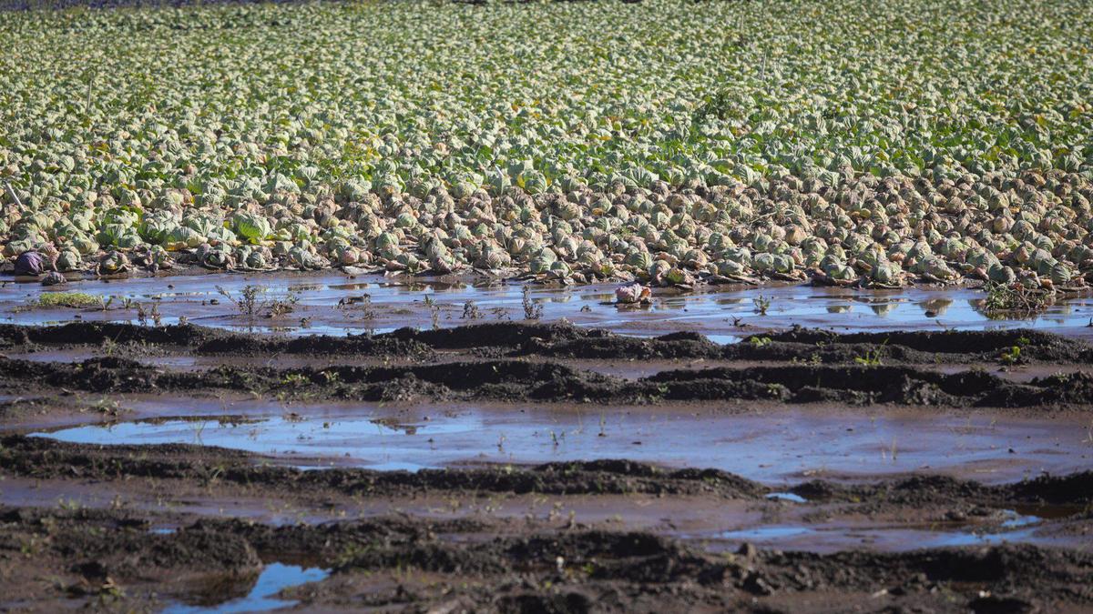 Floodwaters from the January 2023 storms damaged a field of green head cabbage at Dave Alford’s Turri Ranch in the Los Osos Valley, as seen here on Jan. 25.