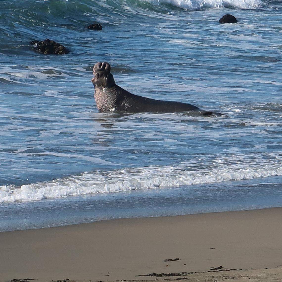 A male elephant seal announces his arrival at the Piedras Blancas rookery north of San Simeon. Bulls recognize each other by voice and sight.
