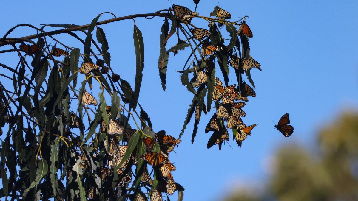 Monarch butterflies land on a eucalyptus tree branch at tThe Pismo State Beach Monarch Butterfly Grove. Numbers as of Nov. 2, 2022, were higher than last year’s count.