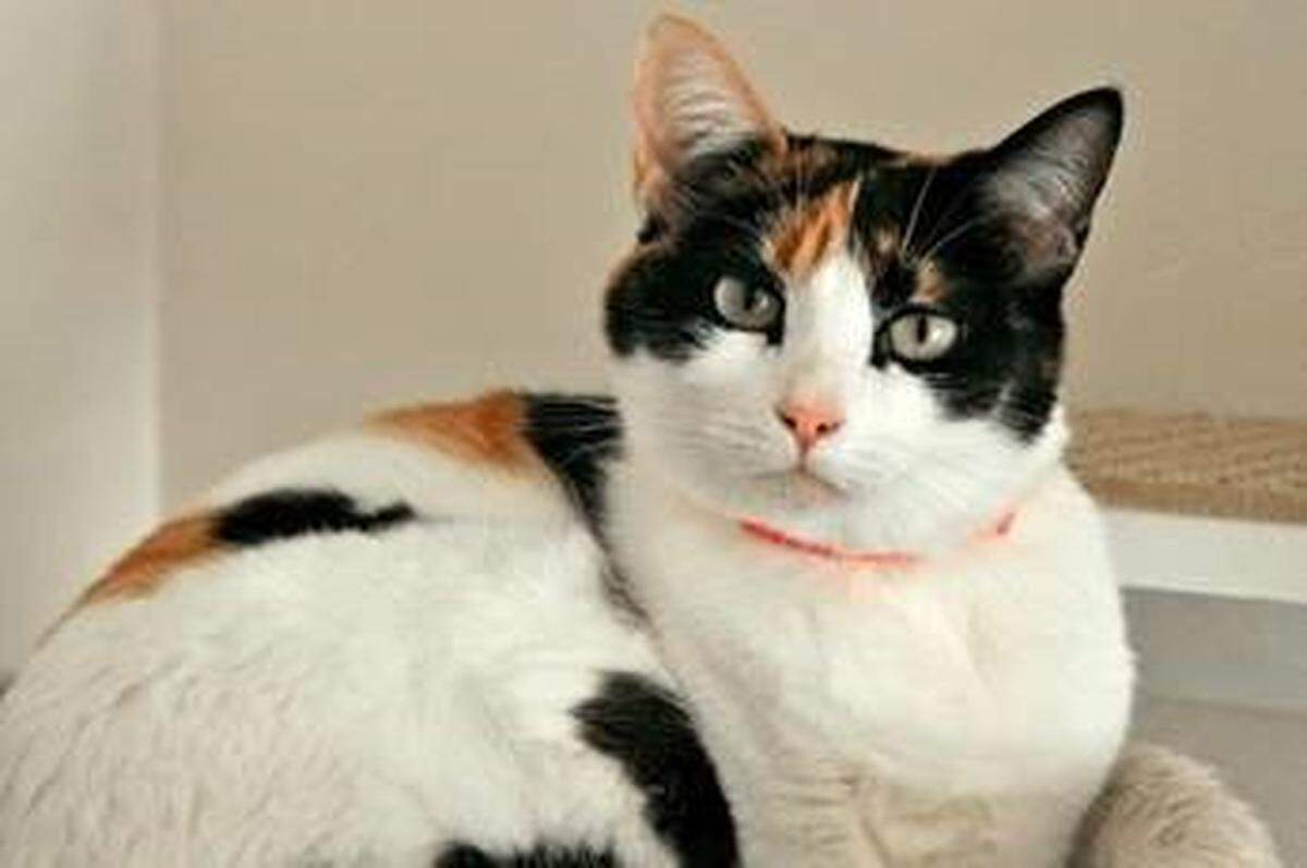 Trixie is a beautiful senior cat who is available for adoption at the Homeless Animal Rescue Team shelter in Cambria. For more information, call 805-927-7377.