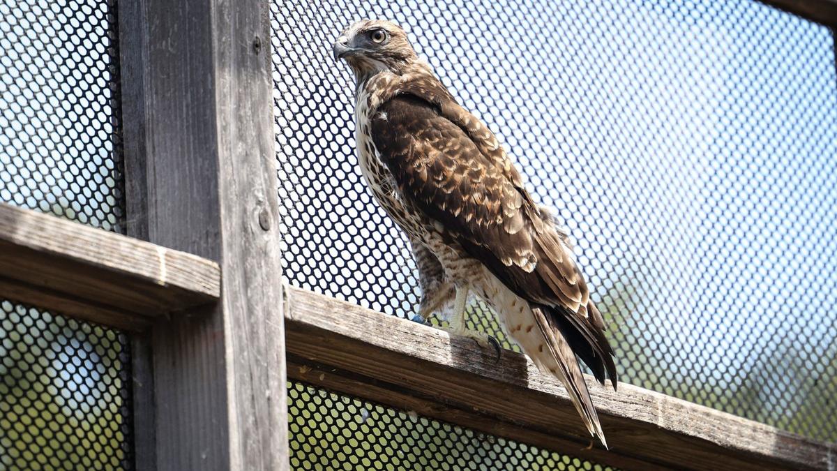 A red-tailed hawk that survived being pushed out of a San Simeon eagle’s nest is getting stronger and learning to hunt while living in a flight enclosure in Cayucos. It’s seen here in a rehab facility on July 15, 2024, and may be released in a few weeks.