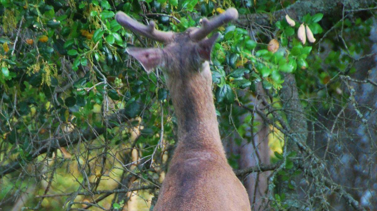 A deer reaches for fresh fruit on Cambrian columnist Marcia Rhoades’ backcountry Cambria property.