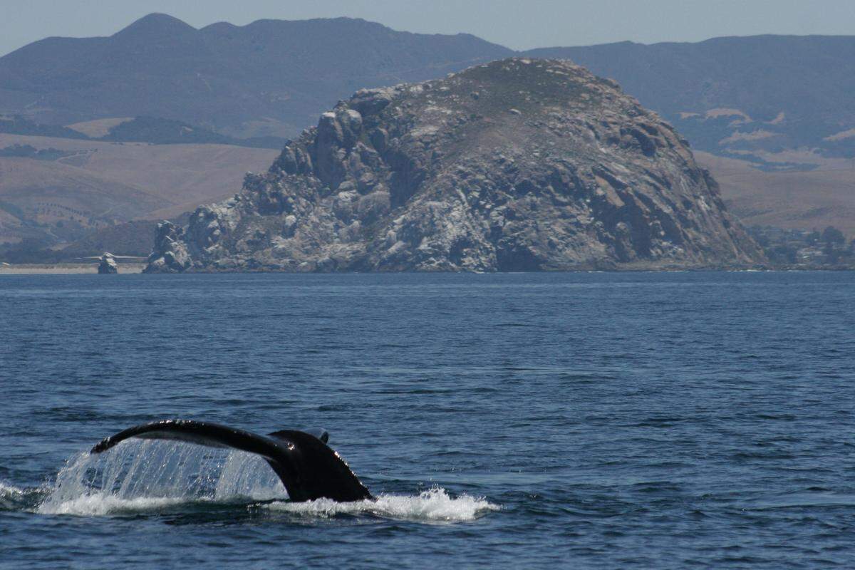 A massive whale slips back into the Pacific Ocean after leaping out of the water near Morro Rock. Kevin Winfield, owner of Sub Sea Tours, Kayaks and Morro Bay Whale Watching, said this shot was captured during a recent tour on one of his vessels.