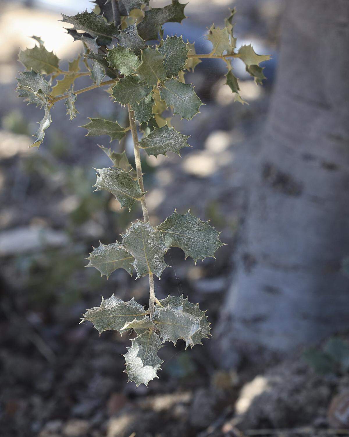 Holly oak trees grow at Tufera Farms near Paso Robles on Aug. 27, 2025. The trees are inoculated to product truffles, a high-dollar crop. 