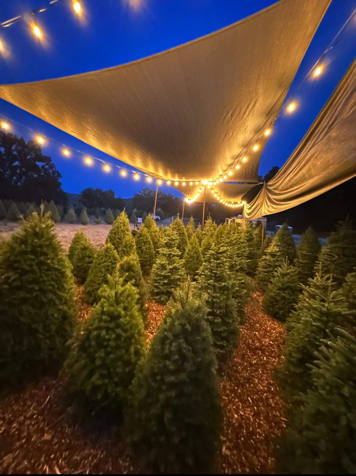Salinas River Ranch opened on Nov. 24 and sold all of their pre-cut trees only nine days after opening. 