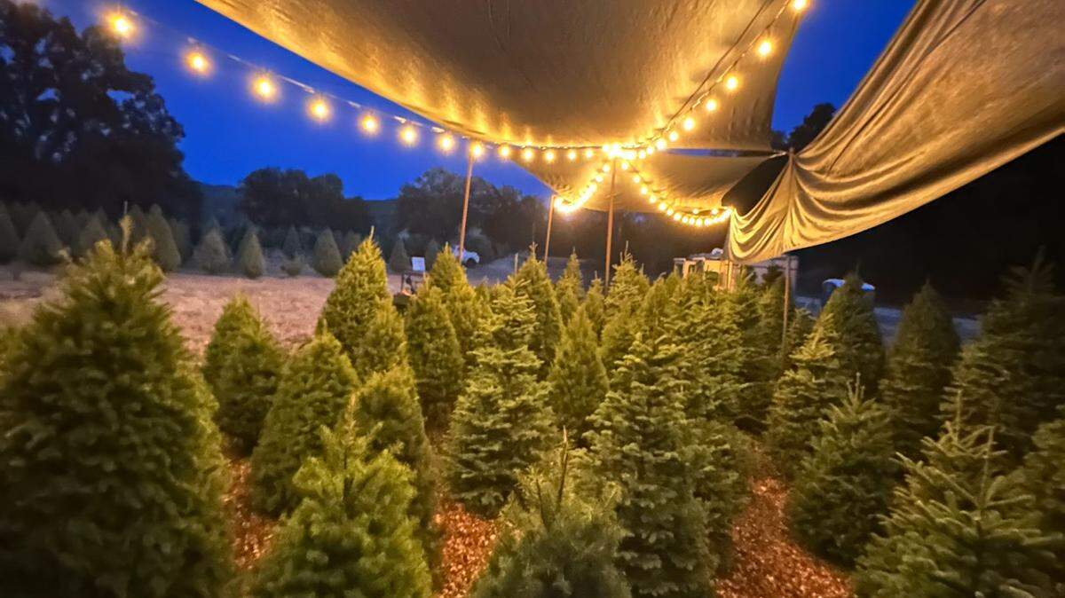 Salinas River Ranch opened on Nov. 24 and sold all of their pre-cut trees only nine days after opening. 