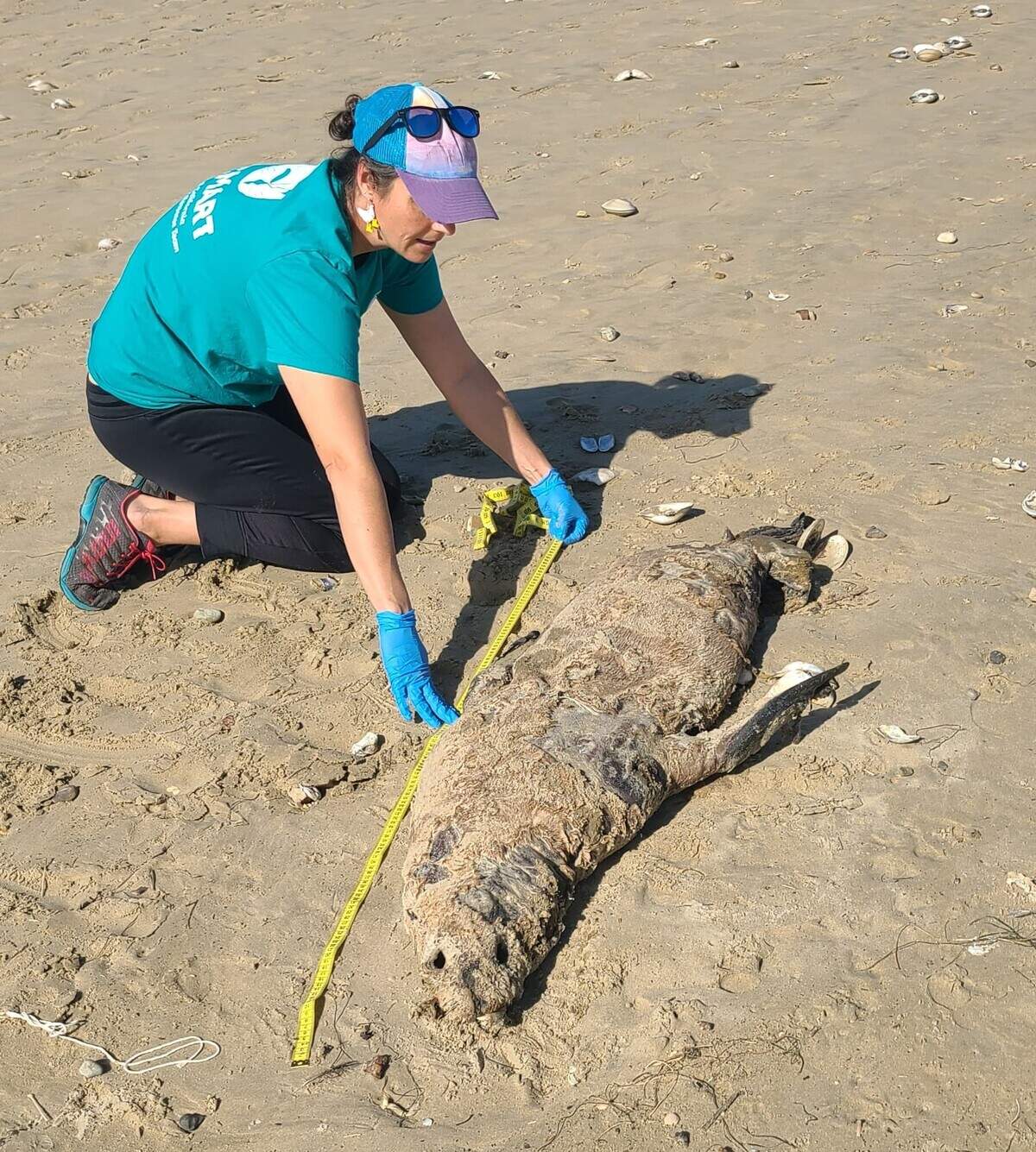 Barbie Halaska, executive director and senior scientist at CCMART, measures thecarcass of a California sea lion, one of the steps in data collection on stranded marine mammals.