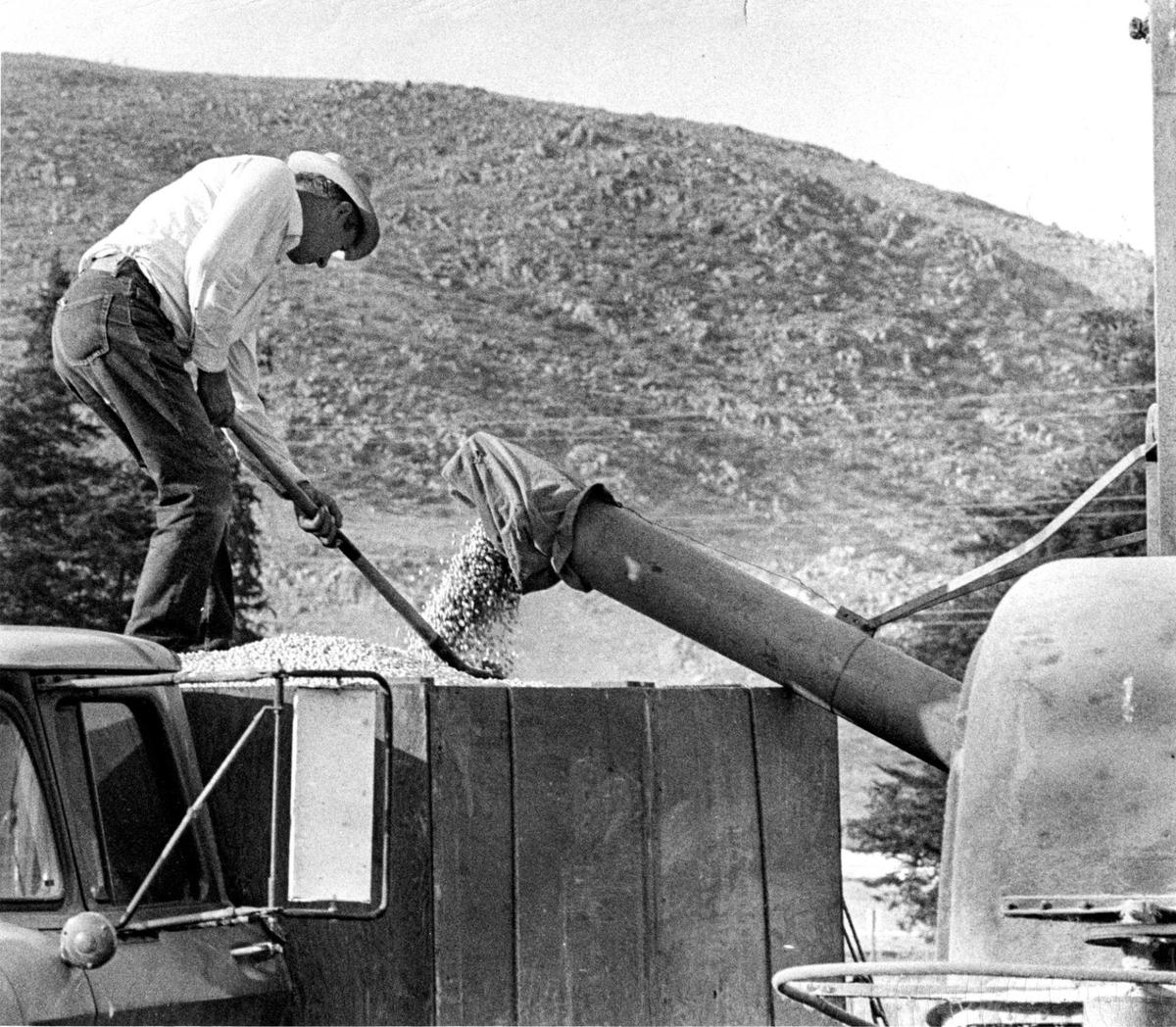 Melvin Dalidio keeps an eye on cascading garbanzo beans during harvest on the Dalidio Ranch in September 1972.
