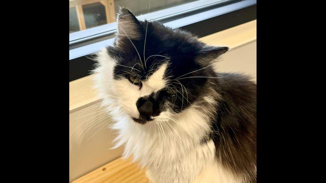 Pica the laidback cat is ‘more than a pretty face.’ Help him find a new home