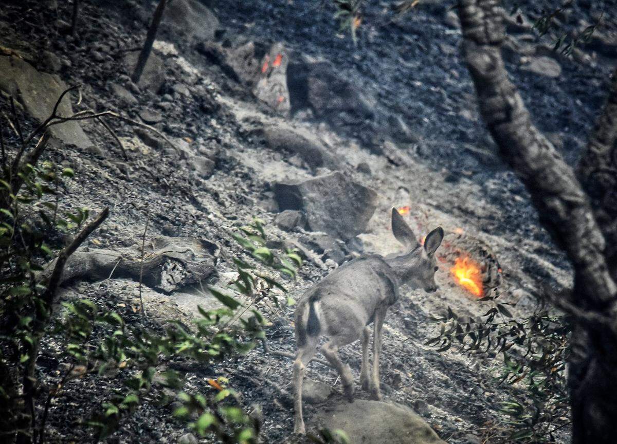 A deer scurries near a recently burned area off Refugio Road in Santa Barbara County. The Alisal Fire had burned 14,500 acres as of Wednesday, Oct. 13, 2021.