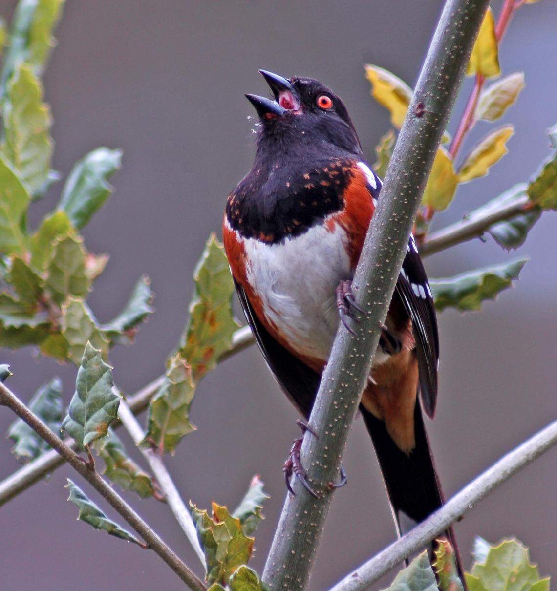 A spotted towhee.