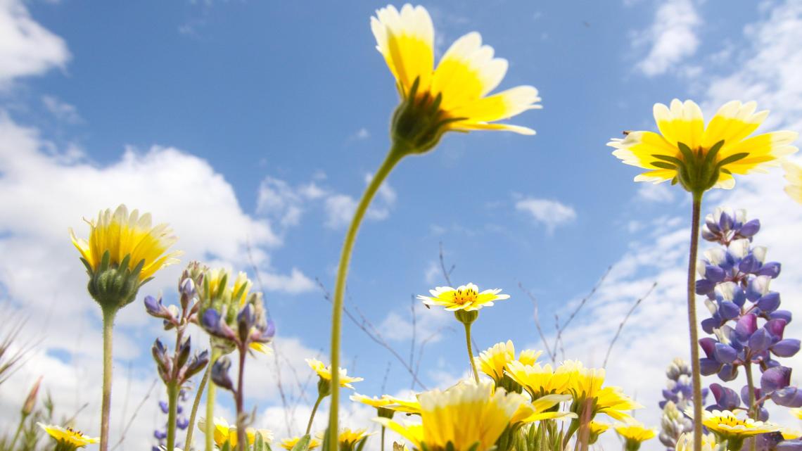 Shell Creek Road off of Highway 58 is a reliable place to see spring wildflowers but don’t expect the big displays from the previous superbloom years. Colors are mostly yellow and blue represented by tidy tips, goldfields and lupine. David Middlecamp 4-17-2020