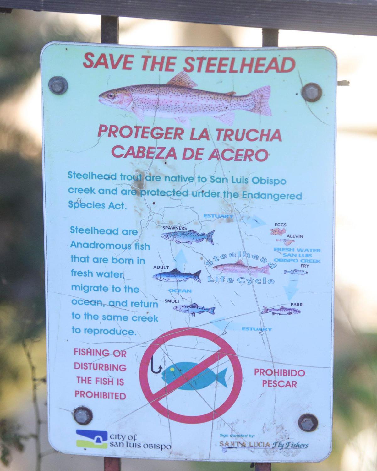 San Luis Obispo Creek is home to steelhead trout, which are listed as threatened under the Endangered Species Act.