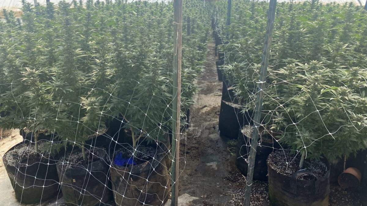 Environmental crimes allegly occurred at an illegal cannabis operation in the 1400 block of Tepusquet Road east of Santa Maria.