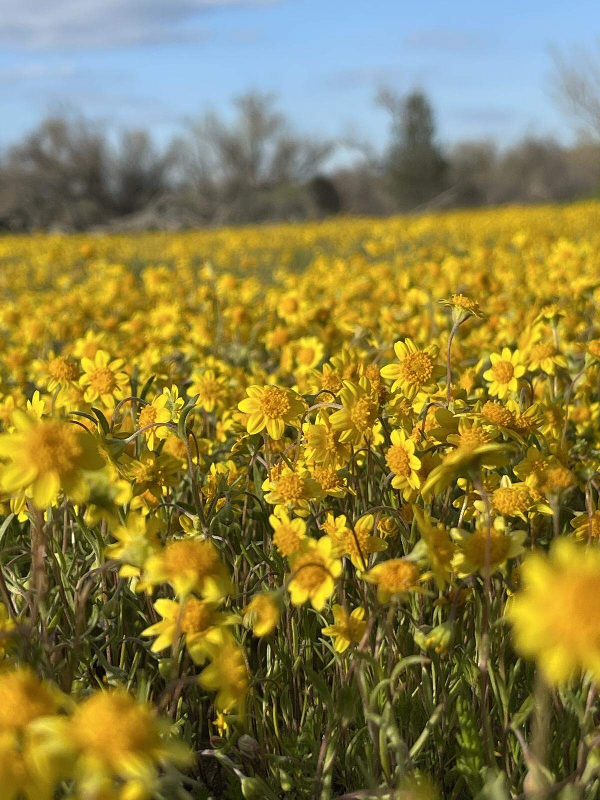 Melissa Walker-Scott shot this photo of wildflowers known as California goldfields at Shell Creek Road off Highway 58 near Santa Margarita in early April 2023.