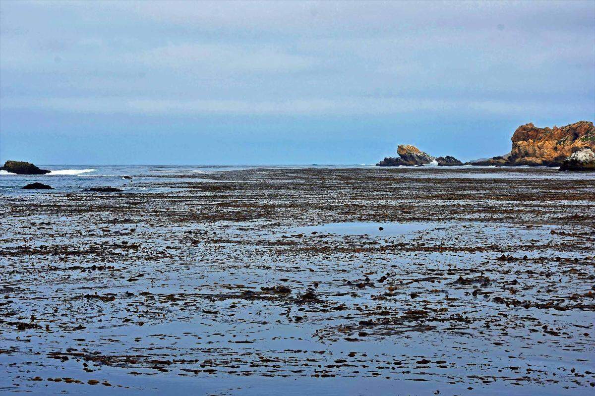 PG&E meteorologist John Lindsey took this photo of a kelp bed along the Pecho Coast.