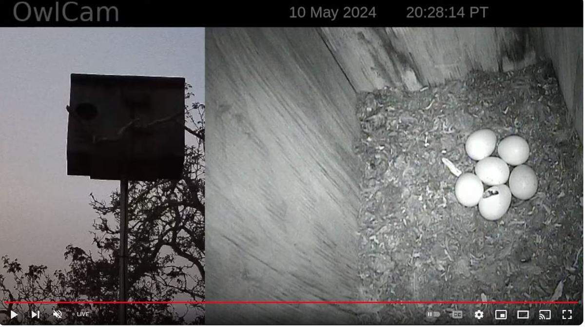 Owl eggs sit inside a bird box in Arroyo Grande on May 10, 2024. Box owners and bird enthusiasts Pam and Gary See have livestreamed the beginning of the owlets’ lives on YouTube where hundreds of viewers have watched.