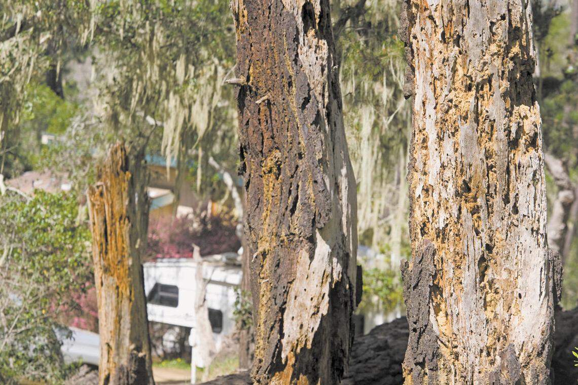 Three pine trees, dead and insect-damaged, are seen near Emerson Road in Cambria.