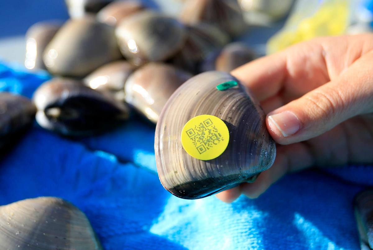 A Pismo clam is tagged with a QR code on Friday, Oct. 8, 2021 at Pismo Beach. Cal Poly researchers tagged Pismo clams with QR codes that beachgoers can scan. The tags will help researchers track the individual animals over time and learn about their growth rates, mortality rates and how much they move on the beach.