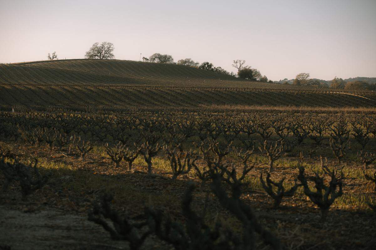 Jobs in the sprawling vineyards and wineries around Paso Robles were the initial draw for many Mexican Americans and other Latinos, who now make up nearly 40% of the population.