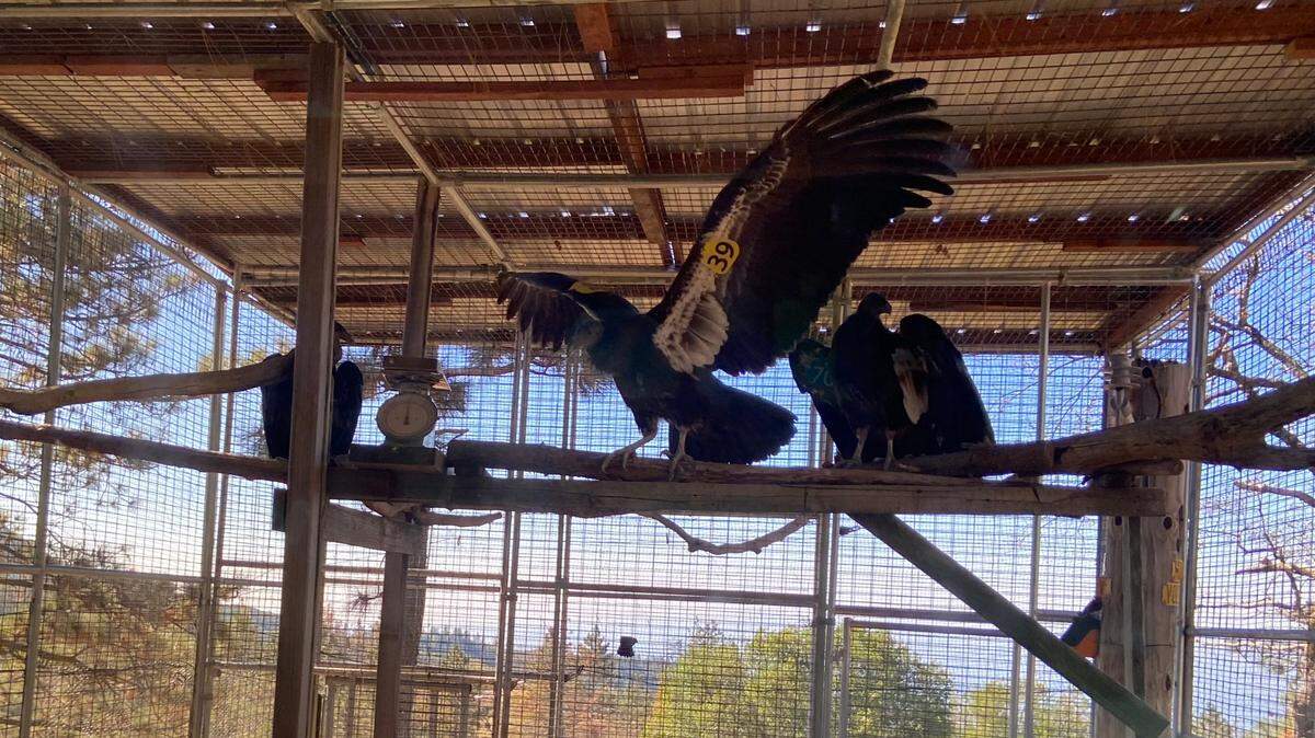 Three juvenile California condors from the Los Angeles Zoo are waiting in Ventana Wildlife Society’s San Simeon holding pen for release in November or December 2023.