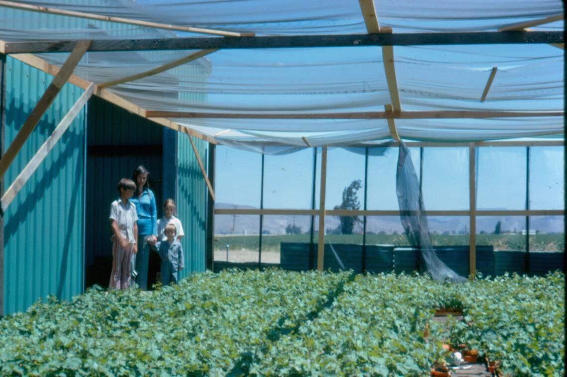 Lohr family members check out the Greenfield greenhouse in 1972. Patriarch Jerry Lohr, founder of J. Lohr Winery, called the structure “the shade house,” according to daughter Cynthia Lohr.